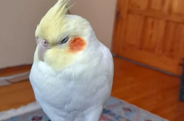 Kaçan sultan papağanı Paşa’yı bulana ödül verilecek 