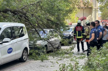 Kadıköy’de ağaç dalı iki otomobilin üzerine devrildi