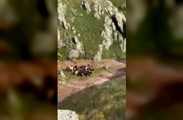 Kağızman’da sele kapılan 5 büyükbaş hayvan telef oldu 