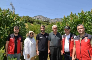 Kahramanmaraş’ta 22 bin sumak fidanı verime geçti 