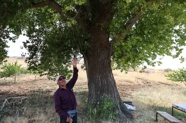 Kahramanmaraş’ta 300 yıllık kavak ağacı
