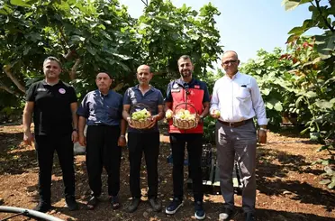 Kahramanmaraş’ta Abbas inciri hasadı
