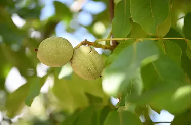 Kahramanmaraş’ta ceviz hasadı
