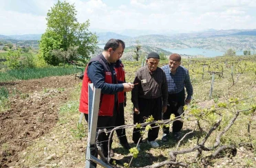 Kahramanmaraş’ta Kabarcık Üzüm’e koruma hamlesi 