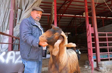 Kahramanmaraş’ta kurbanlık fiyatlarında esnaftan indirim kararı 
