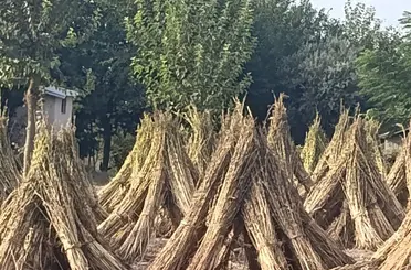 Kahramanmaraş’ta susam hasadı başladı