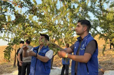 Kahta’da gönüllü gençler badem hasadına katıldı
