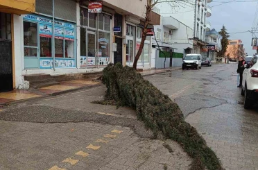 Kahta’da şiddetli rüzgar çam ağacını devirdi 