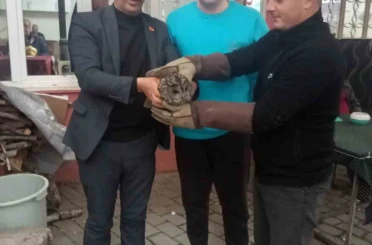 Kahvehane camına çarpan baykuş rehabilitasyona alındı 