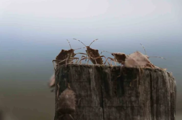 Kahverengi kokarca böceği toruna hasret bıraktı: "Böcekler olmasa gelecekler ama korkuyorlar" 