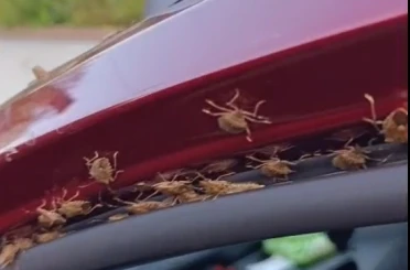 Kahverengi kokarca Giresun’da evleri ve araçları istila etti 