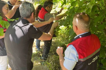 Kahverengi kokarca ile mücadelede samuray arıcıkları doğaya salındı 