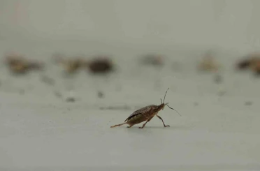 Kahverengi kokarca istilası vatandaşları tedirgin ediyor 