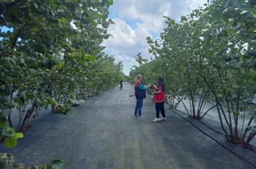 Kahverengi kokarca mücadelesinde yeni hamle 