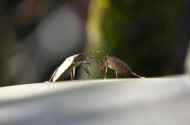 Kahverengi kokarcaya karşı mücadelede zehirli mantarlardan yararlanılacak 