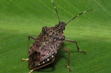 Kahverengi kokarcaya karşı zehirli mantarlarla biyolojik mücadele yürütülecek 