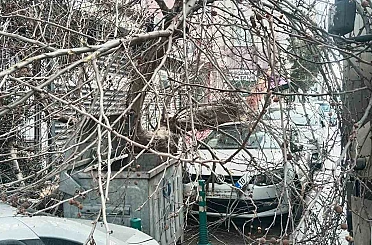 Kamyon çarptı, çınar ağacı araçların üzerine devrildi 