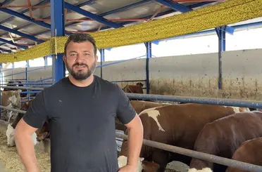 Kamyona binmek istemeyen dana firar etti, güçlükle yakalayabildiler

