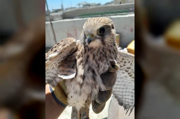 Kanadından yaralanan kızıl şahin, duyarlı çiftçinin dikkatiyle kurtuldu