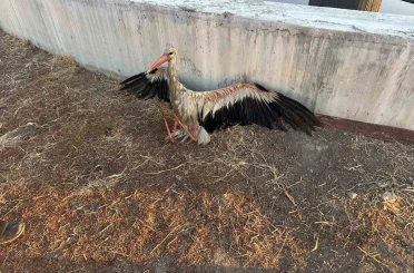 Kanala düşen leyleği itfaiye kurtardı