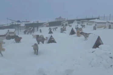 Kangallarını beslemek için yola çıktı, çiftliğe vardığında gözlerine inanamadı 
