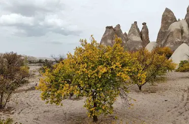 Kapadokya’da sonbahar güzelliği