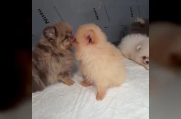 Kapıkule’de kaçak yollarla yurda sokulmak istenen 5 yavru köpek ele geçirildi 