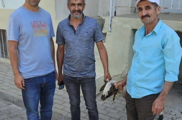 Kapılara toslayan kuzunun sahibi küpesinden bulundu 