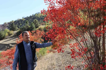Kaplaç Ağaçları doğayı kırmızıya boyadı 