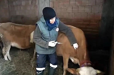 Kar altında şap seferberliği 