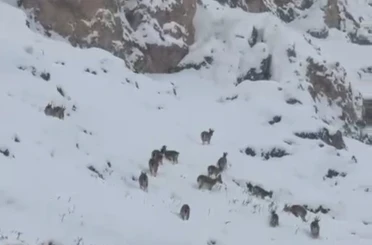 Kar üzerinde otlanan dağ keçileri sürü halinde görüntülendi 