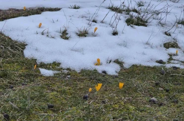 Kar ve çiçek açan çiğdemler yan yana 
