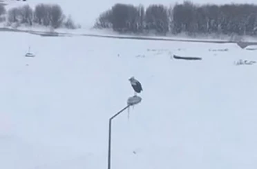 Kar ve soğuğa rağmen elektrik direğinde ayakta duran Leylek dikkat çekti 