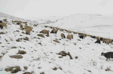 Kar yağdı, koyun sürüsü yaylada kaldı 