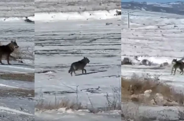 Kar yağdı, kurtlar şehre yaklaştı 