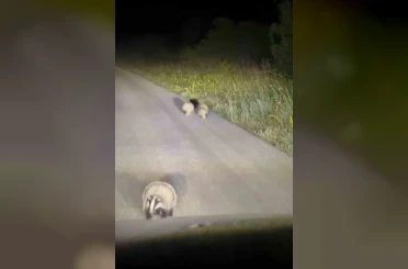Karabük’te anne porsuğun yavrularını koruma içgüdüsü kamerada 