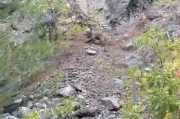 Karabük’te ayılar cep telefonu kamerasıyla görüntülendi 