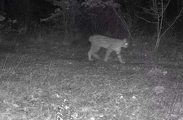 Karabük’te vaşak ve yavrusu ile kurt, fotokapana yansıdı 