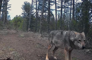 Karabük’te yerleşim yerlerine inen yaban hayvanları kamerada 
