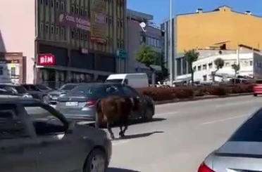 Karabük’te yolda ilerleyen inek tehlike oluşturdu 