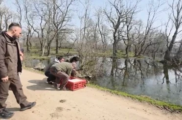 Karacabey Longozları’nda yaban hayatına özgürlük 