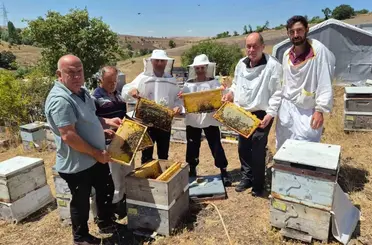Karadeniz arı genotipinin ıslahı için çalışmalar sürüyor: Hedef daha verimli ana arı üretimi
