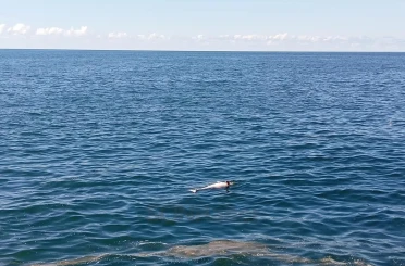 Karadeniz Ereğli’de sahilde ölü yunus bulundu 