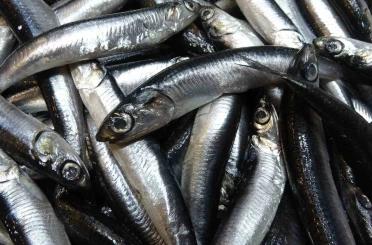 Karadeniz’de hamsi bolluğu sürüyor, mezgit ise birkaç gündür görünmüyor 