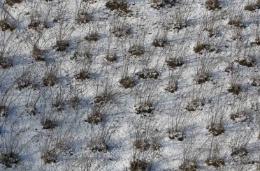 Karadeniz’deki kar yağışı, fındık ve diğer tarım ürünlerine yaradı 