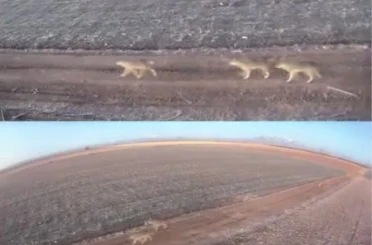 Karaman’da aç kalan kurtlar ovaya indi 