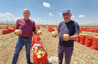 Karaman’da yazlık soğan üreticisinin yüzünü güldürüyor