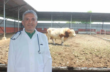 Karanfil "Kesime 6 saat kala yem vermeyin" 