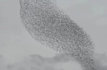 Karapınar'da sığırcık kuşları görsel şölen oluşturdu