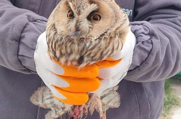 Karapınar’da yaralı baykuş tedaviye alındı